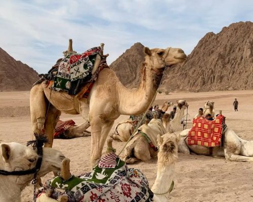 Review   as a private Egypt travel experience built around the confirmed tour details.3